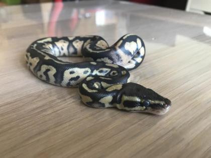 Pastel Granite HDGW Enchi Fader het. Piebald female 2 python regius