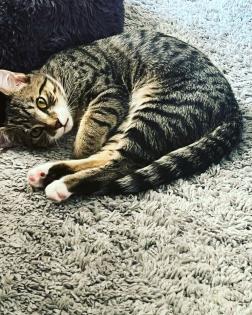 Europäische Kurzhaarkatze