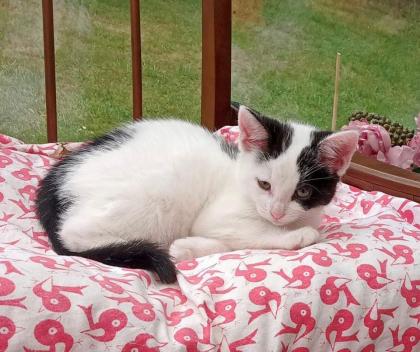 Grauweiße Hauskatze