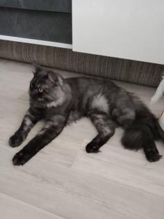 Deckkater MaiCoon Perser Mischling