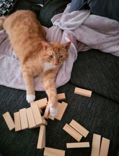 Kater rot weiß getiegert vermisst -