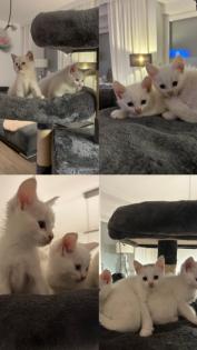 Türkisch angora Kitten