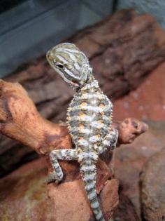 Junge Zwergbartagamen Pogona henrylawsoni abzugeben