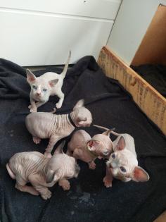 Canadian Sphynx Kitten