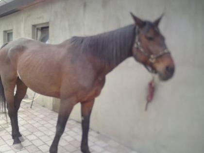 Westfalen wallach