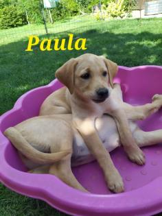 Unsere süßen Labrador Welpen