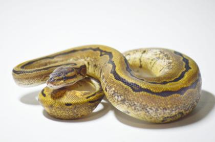 0. 1 Calico Pastel Pinstripe Calico Blast 66 Het Piebald ENZ 06. 22 Königspython