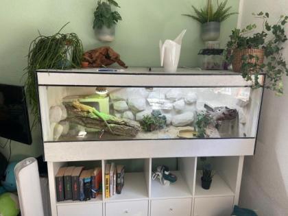 Bartagame Geschwister in gute Hände abzugeben