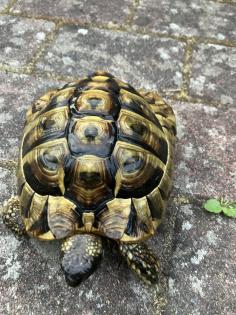 Griechische Landschildkröte männlich, geb. 2008