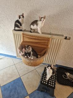 Katzen Kinder Kitten