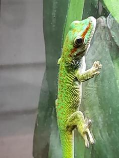 1. 0 Phelsuma mad mad St. Marie