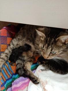 Coony-Mix Kitten