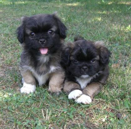 Pekinesen Welpen suchen liebe Familien - Pekingesen
