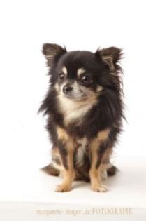 Chihuahua Deckrüde Black-Tan Langhaar Zuchtrüde