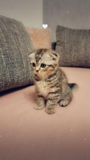 BKH Mix Kitten zu Verkaufen