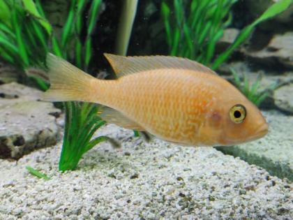 Malawi Barsche in 53340 Meckenheim oder Versand