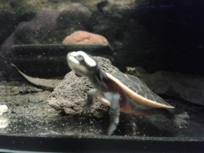 Wasserschildkröten, Emydura Subglobosa, Nachzuchten von 2021