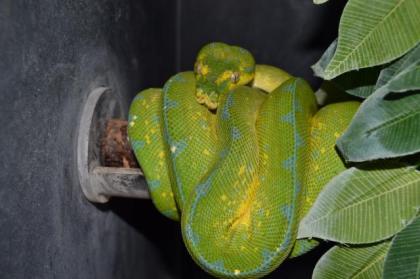 Morelia Viridis HY Biak x Yellow Blue Line ENZ 21 abzugeben.