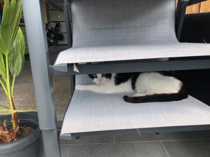 Kater Feivel sucht neues zu Hause