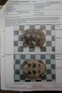 Breitrandschildkröten, Testudo marginata, eigene Nachzucht 2022.