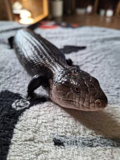 Blauzungenskink mit komplettem Terrarium