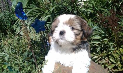 Shih-Tzu Welpen