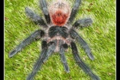 Grammostola iheringi, selten, blau