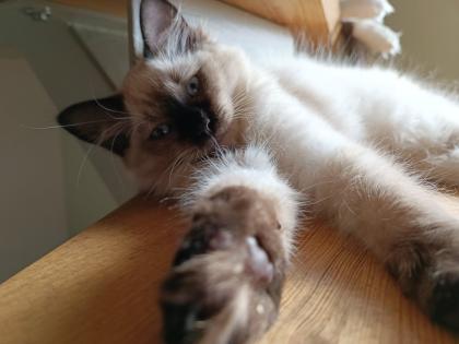 Kleine wunderschöne Kater mit türkisen Augen