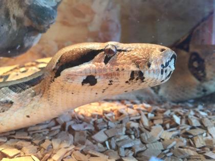 Boa constrictor weiblich abzugeben