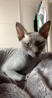 Sphynx Deckkater Lays