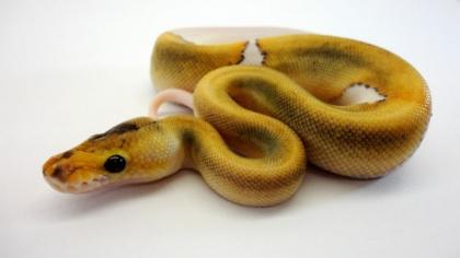 Königspythons direkt vom Züchter