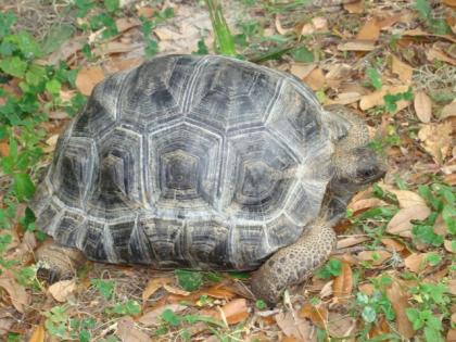 Geochelone, gigantea, Radiata, Aldabra, sulcata und andere Rassen zur Verfügung