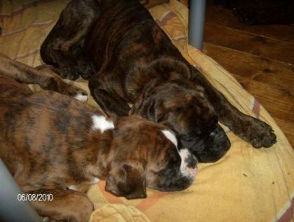 Boxer-Welpen