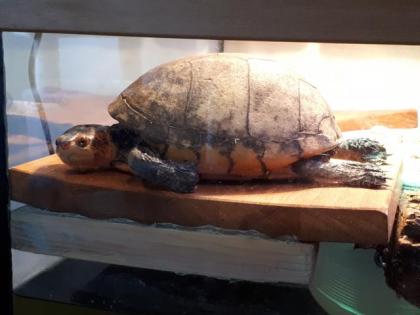 Verkaufe Rotwangenklappschildkröte mit Becken und viel Zubehör