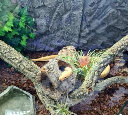 Königspython inkl. Terrarium und Zubehör