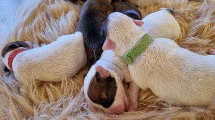 Jack Russel Terrier Welpen