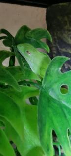 2 Rotaugenlaubfrösche - Agalychnis callidryas mit Terrarium von Exo Terra