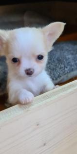 Chihuahua Welpen suchen ein liebevolles Zuhause