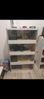 Königspythen und Terrarien suchen neues Zuhause