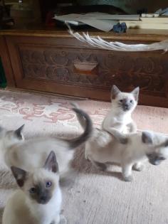 Supersüße Siamkitten sind bald abgabebereit