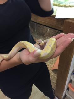 Königspython männlich aus 2017, Coral Glow Banana Fire