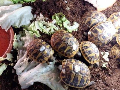 Griechische Landschildkröten THB, Nachzuchten 2021