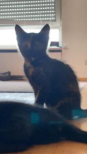 Katzenbabys Kitten 12 Wochen alt