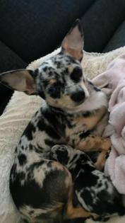 Chihuahua Welpen Langhaarig