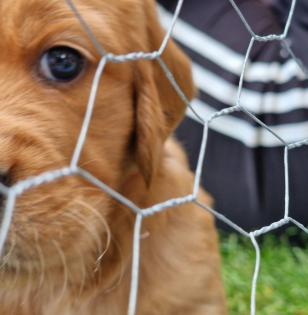 Golden Retriever Rüde
