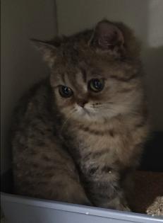 Süße bkh Kittens suchen liebevolle Zuhause