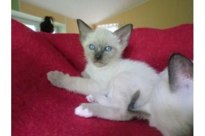 4 süße, reinrassige Siamkitten alter Typ