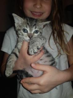 Katzen Babys
