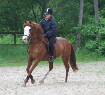 Suche Liebe Reitbeteiligung.