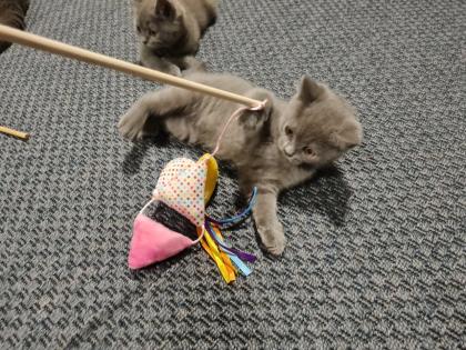 Schöne BKH Kitten grau nur noch 1 Junge frei